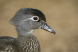 Wood Duck, female