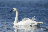 Geese and Swans