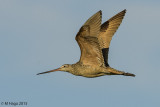 Sandpipers, Phalaropes, and Allies