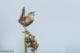 Wrens, Kinglets and Wheatear