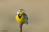 Bobolinks, Blackbirds, Meadowlarks, Grackles and Cowbirds