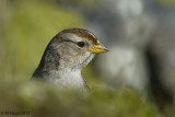 White-crowned Sparrow