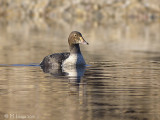 Diving Ducks