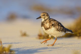 Ruddy Turnstone