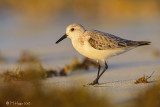 Sanderling