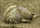 Grey Seal