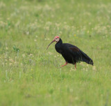Southern Bald Ibis