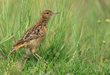 Spike-heeled Lark - Chersomanes albofasciata