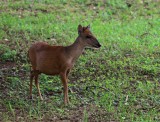 Duiker.jpg