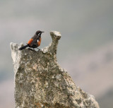 Cape Rockjumper