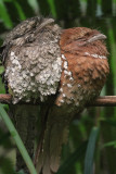 Ceylon Frogmouth / Ceylon Kikkerbek