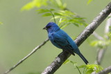 Passerin indigo