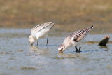 Bcasseau sanderling