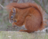 Egern - Squirrel