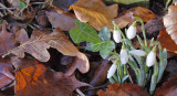  Galanthus nivalis - Vintergkker