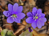 Bl anemone - Hepatica nobilis