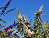 Buddleia with butterflies