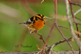 2013 Paruline a gorge orangee 45.JPG a.JPG