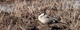 2013 Canard Pilet 05.JPG