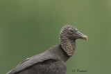 2015 Black vulture 02.JPG