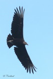2015 Black vulture 03.JPG