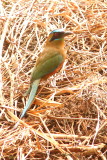 2015 Blue crowned Motmot 01.JPG
