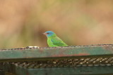 2015 Blue Dacnis 01.JPG
