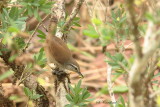 2015 Buff breasted Wren 01.JPG