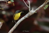 2015 Common  tody flycatcher 03.JPG