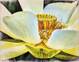 Lotus Bloom