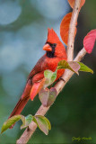 Northern Cardinal portrait