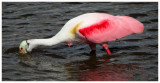 Roseate Spoonbill 6 - Florida