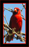 Northern Cardinal 2 - Arizona