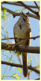 Song Sparrow Singing - Arizona