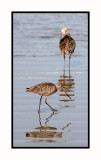 MB144 Marbled Godwit in Foreground