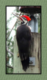 PW 13 Pileated Woodpecker
