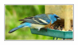 110 BJDF Lazuli Bunting