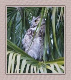 023 15 1 26 Great Horned Owl
