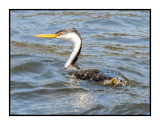 16 3 15 048 Clarks Grebe Non Breeding