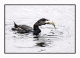 16 3 3 161 The Fish is Too Big for the Pied-billed Grebe