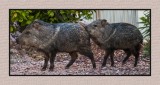 16 2 11 192 Javelinas