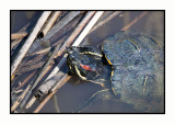 16 3 9 123 Red-eared Slider Turtle