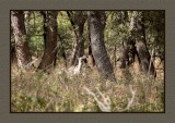 16 11 28 379 Cave Creek Canyon at Portal AZ