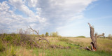 Fallen Tree, May 