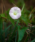 Bindweed in the Grass 