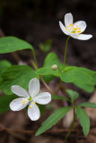 False Rue Anemone 2014