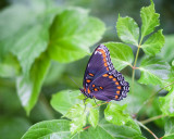 Red-spotted Purple, Side View