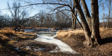 Floodplain Maples, December 