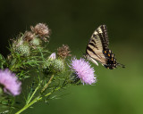 Yellow Swallowtail on Thistle 