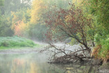 Morning Fog at the River 